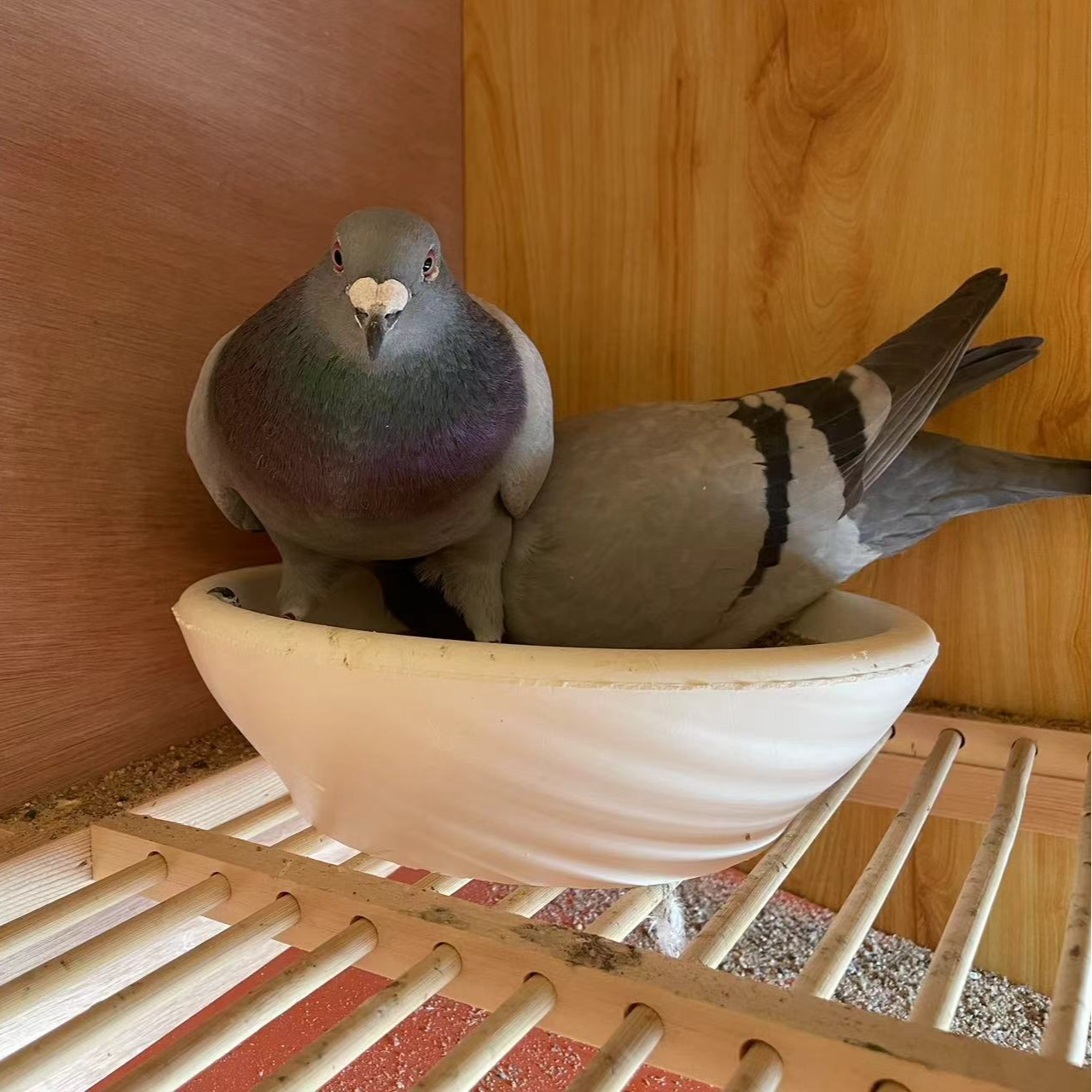 鸽子窝石膏巢盆专属链接