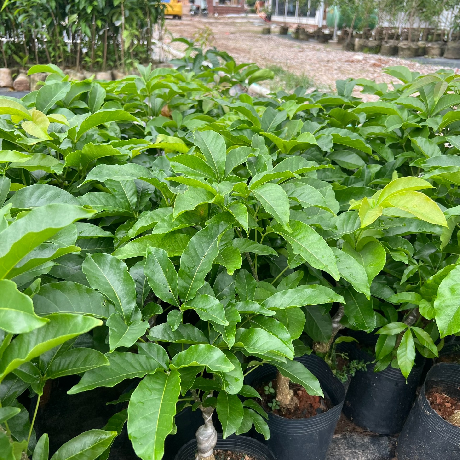 直播间精选绿植，一物一拍