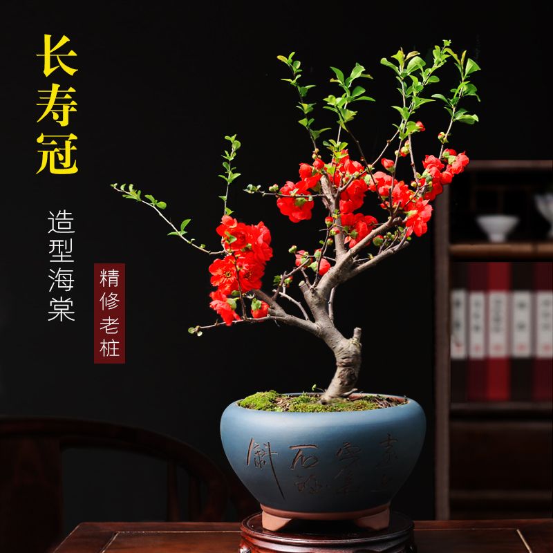 海棠老桩花期长易活新手必入重瓣庭院阳台办公室盆景长寿冠绿宝石