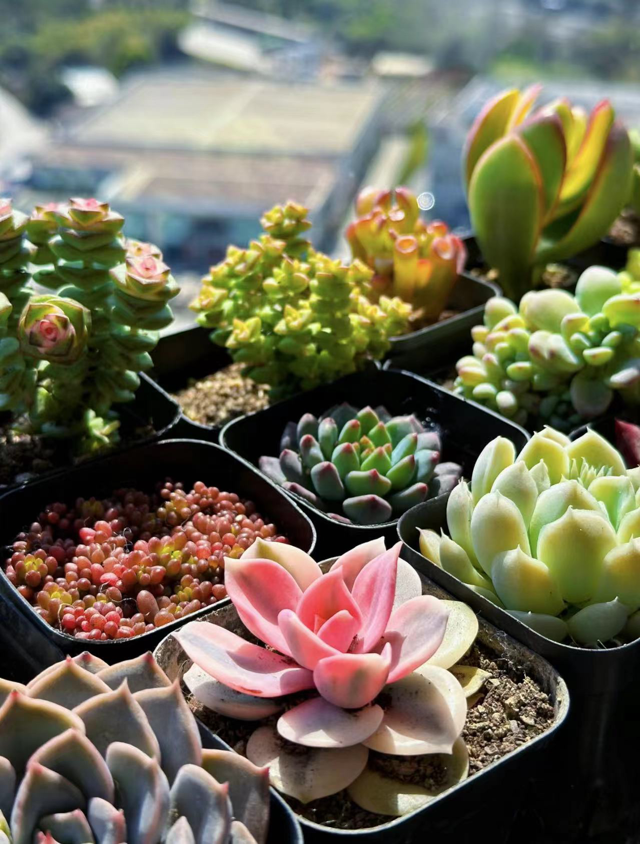 (一物一拍）18颗精品穴盘苗带土带穴盘栽好种好