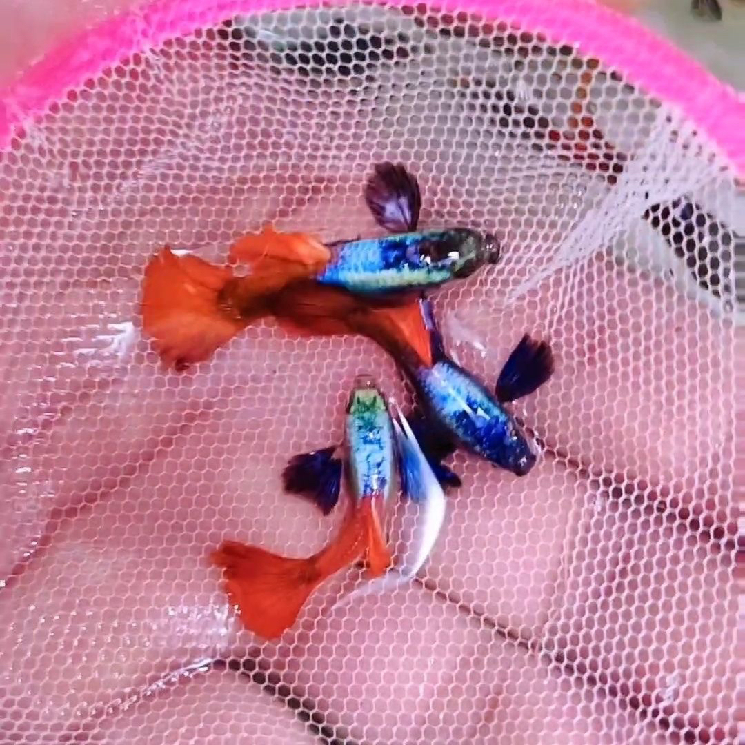 【直播间精挑】白金象耳小型热带观赏鱼皮实靓丽耐活入缸后不可报损