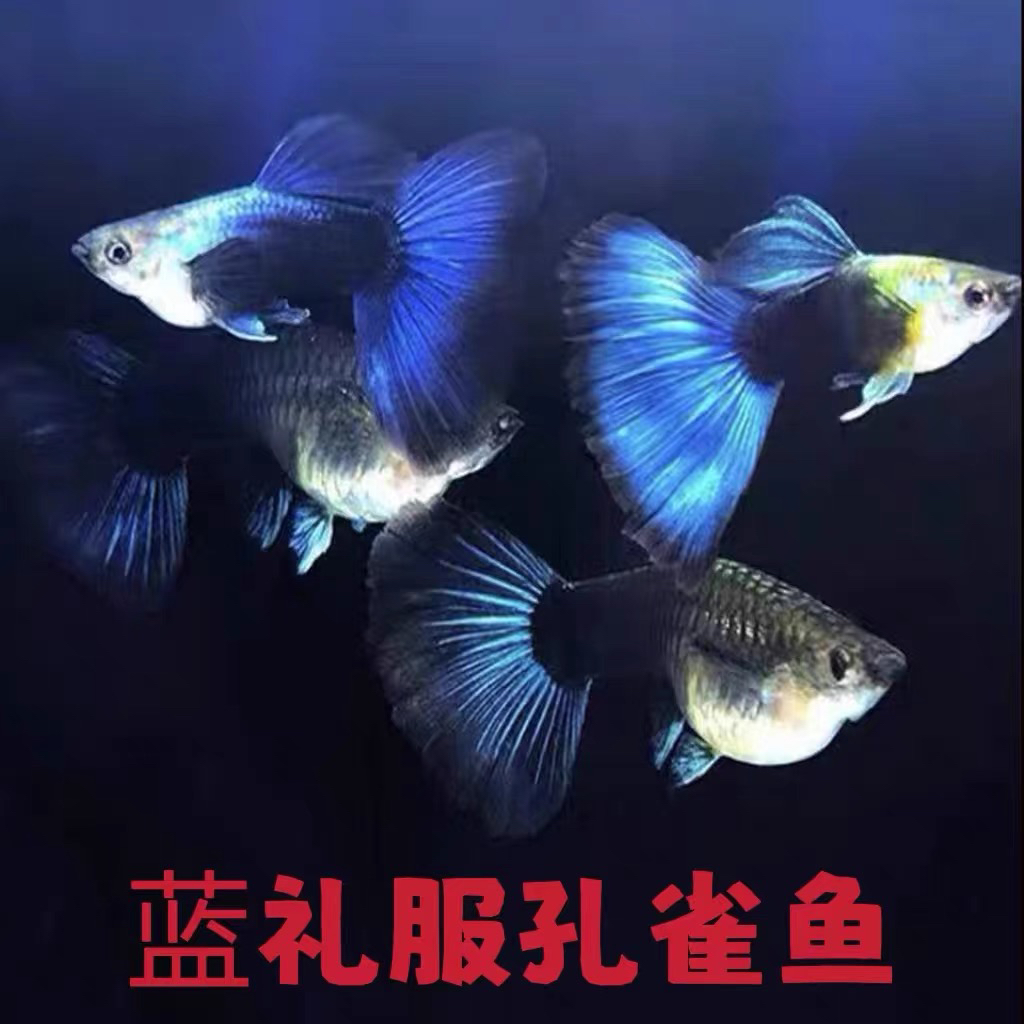 蓝礼服孔雀鱼淡水热带鱼