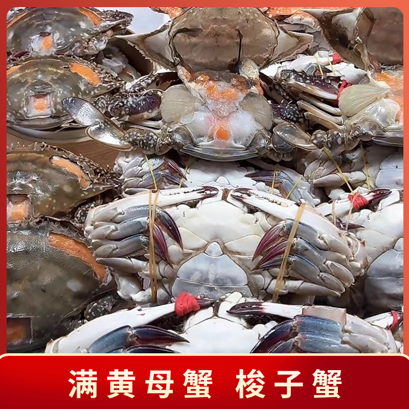 【海捕母蟹】满黄母蟹3斤-5斤