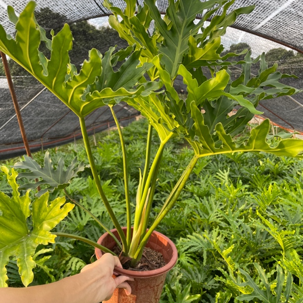 龙鳞春羽基地现货随意拍下同价位规格发货非图片植物
