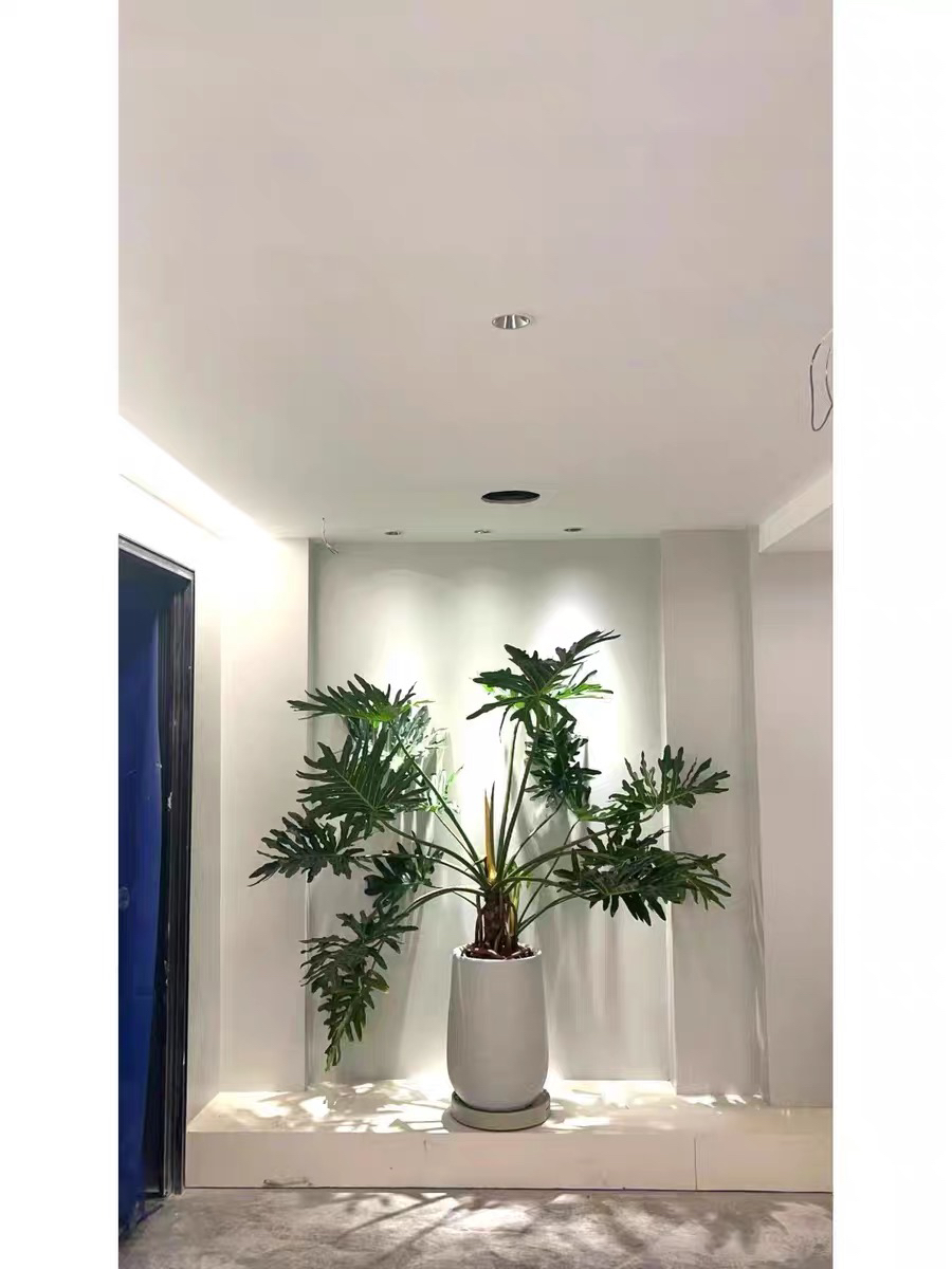 大型龙鳞春羽盆景（一物一拍）随意拍下同价位规格发货非图片植物