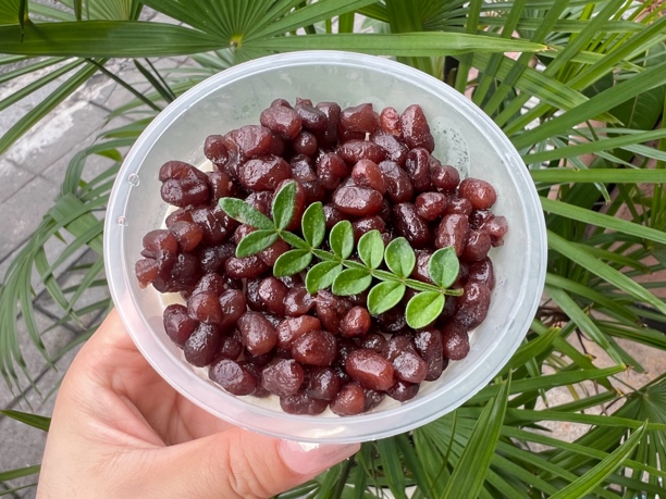 蜜豆椰奶冻一盒装