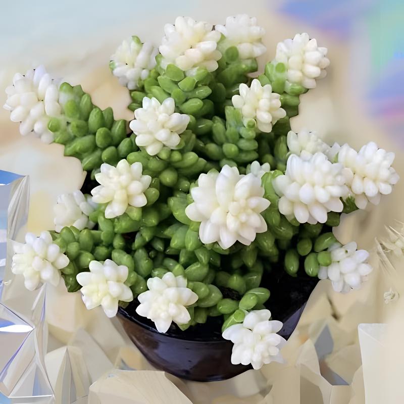 L雪花玉坠 冠幅11-13cm 多肉小清新养眼护眼 云南基地发货