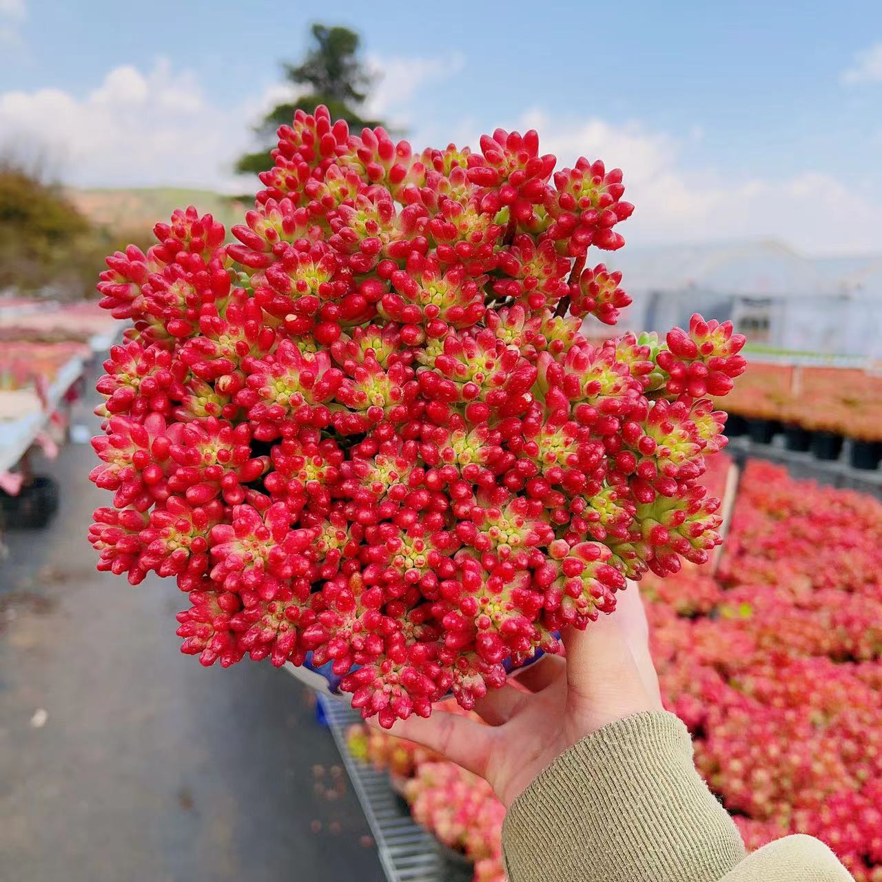 【手捧多肉】M大盆红葡萄 品相佳室内外好养活耐旱云南基地发包售后