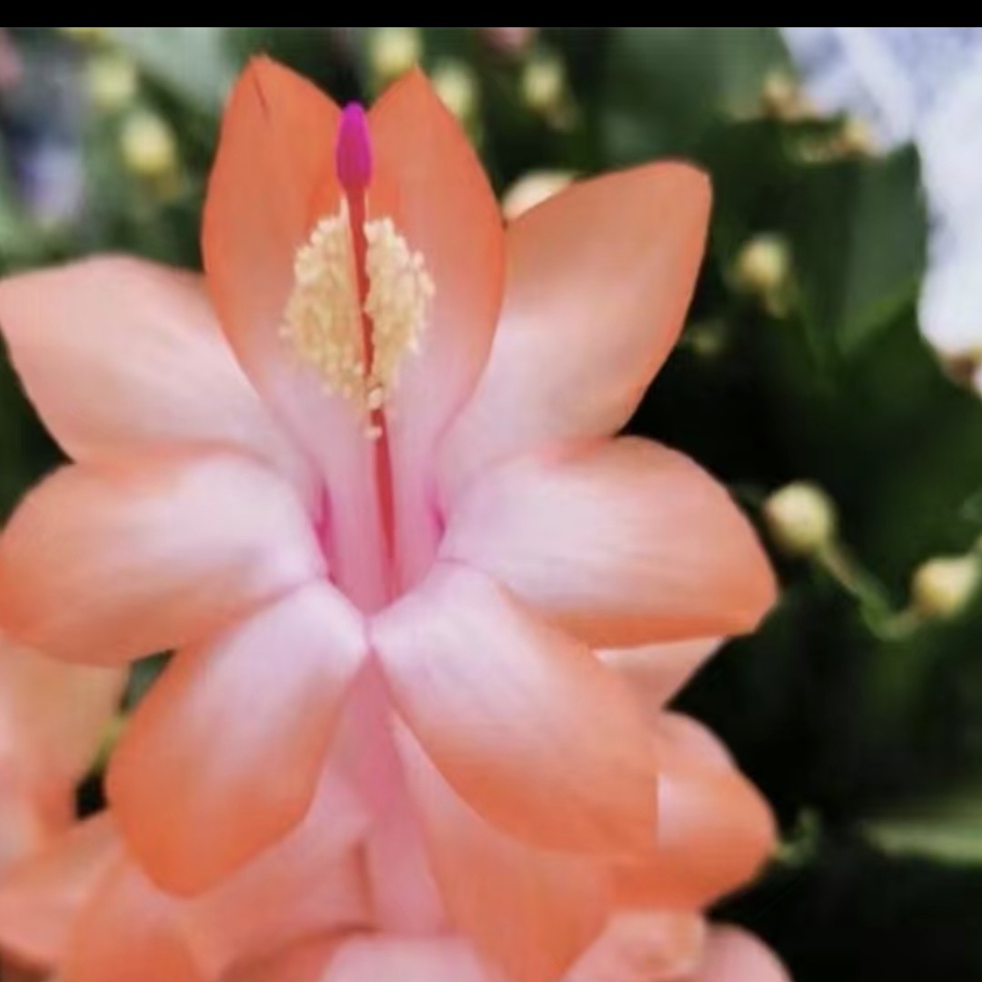 进口橙色蟹爪兰盆栽带花苞四季开花客厅阳台好养花卉新疆不包邮