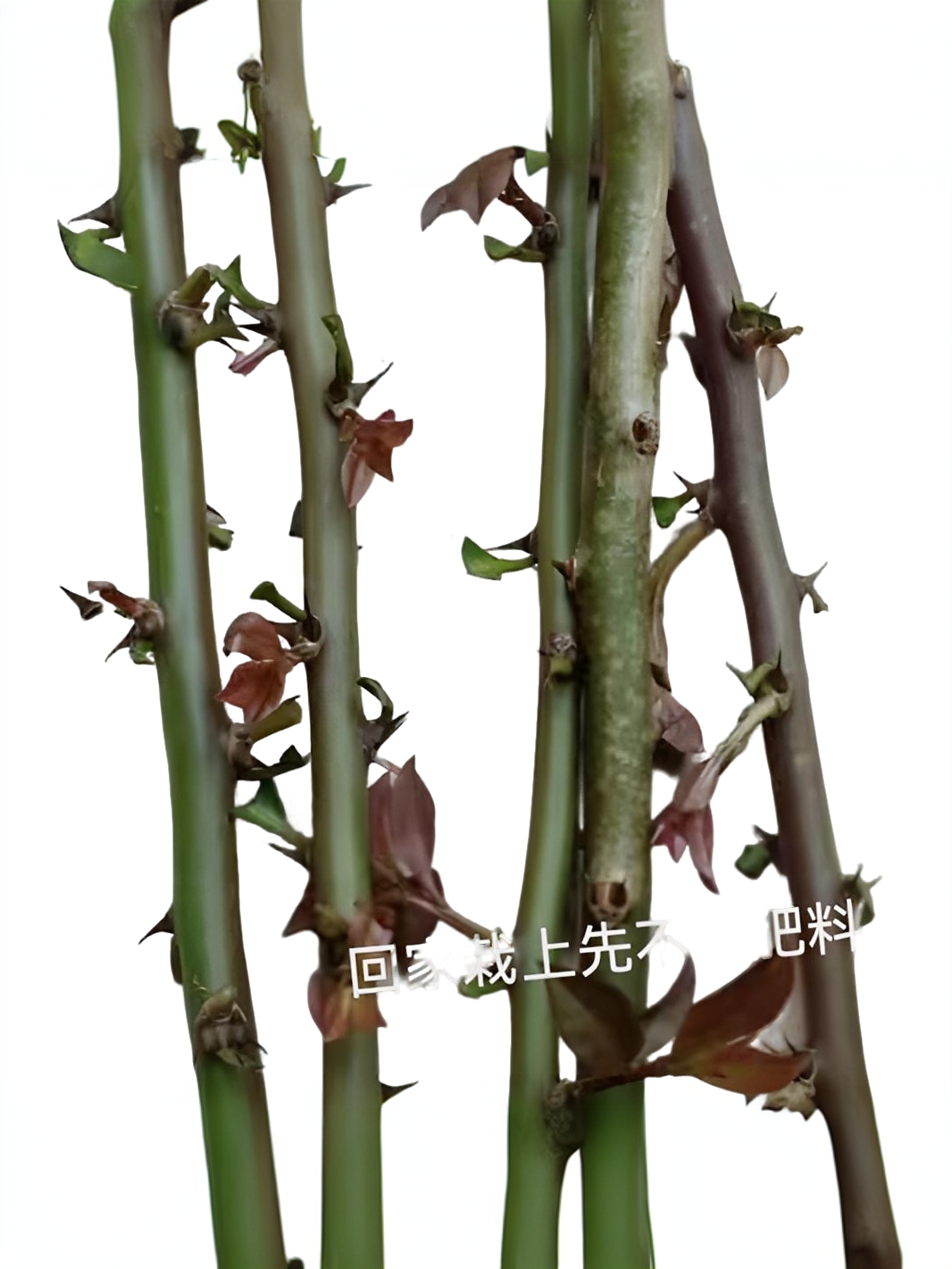 叶仙枝条20厘米高10棵成活后嫁接蟹爪兰九尾狐放办公桌新疆不包邮