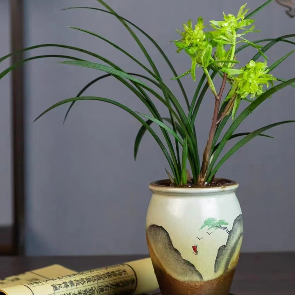 春兰浓香奇花【花开富贵】春节开花带花苞