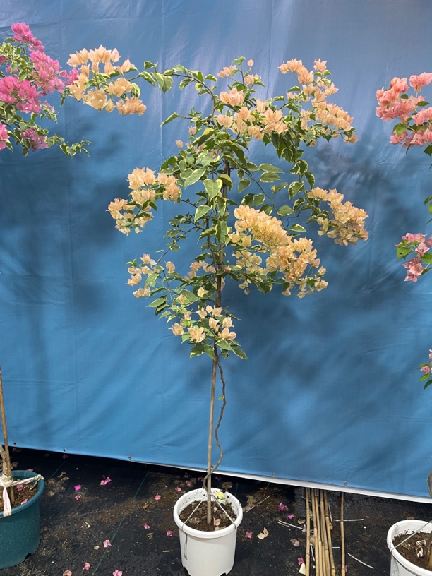 三角梅总链接3号一物一拍漳红樱三角梅三角梅花盆栽植物适合ai