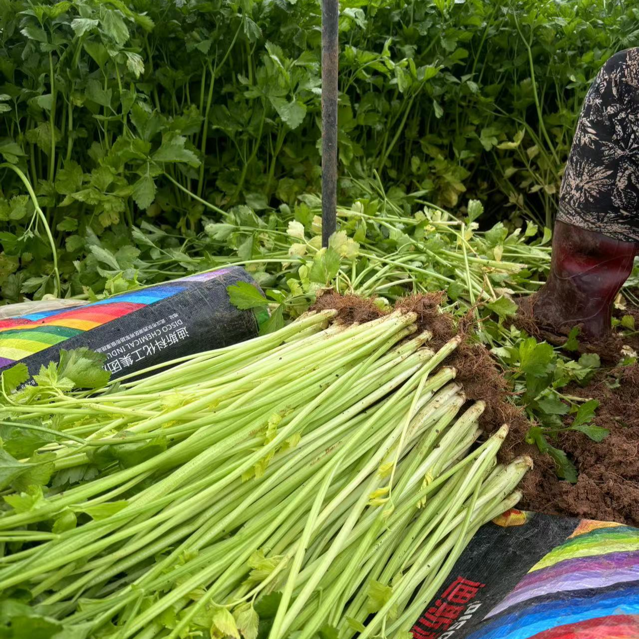 【顺丰冷链】云南新鲜小香芹芹菜现摘现发炒肉炒菜好吃