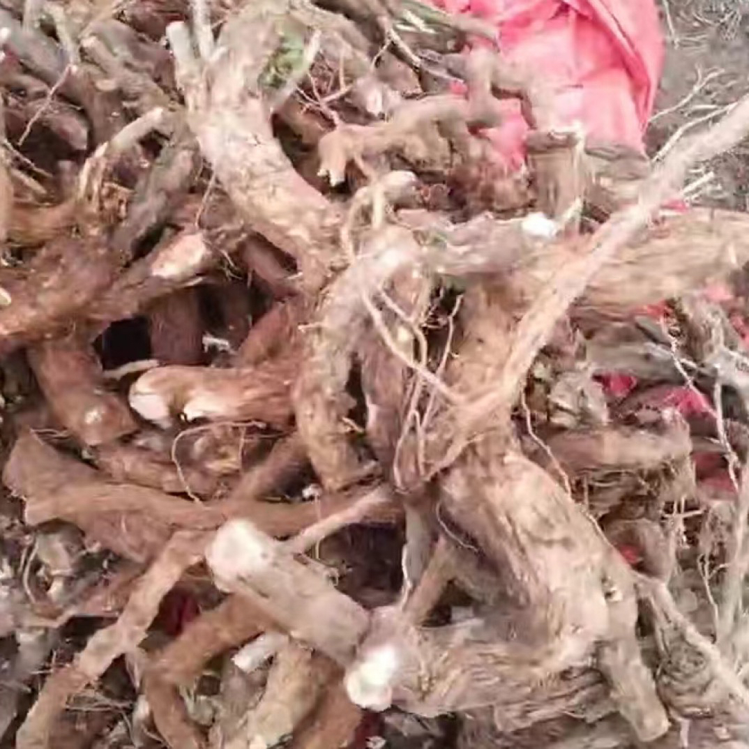 品种枸杞盆景栽培