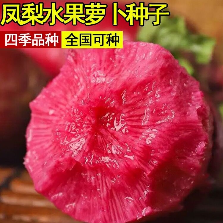 凤梨水果萝卜种子红皮红肉四季甜脆萝卜紫美人红萝卜商品图