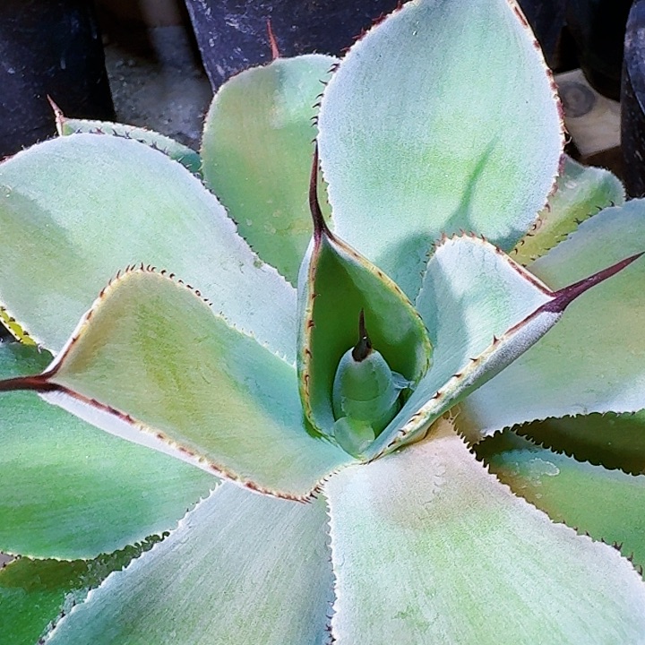 龙舌兰植物帝稚根系发达