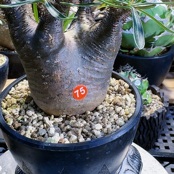 块根植物象牙宫75号