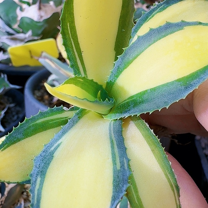 龙舌兰植物山宅雷神黄中斑