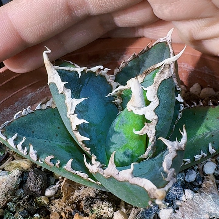 龙舌兰植物狼人严龙