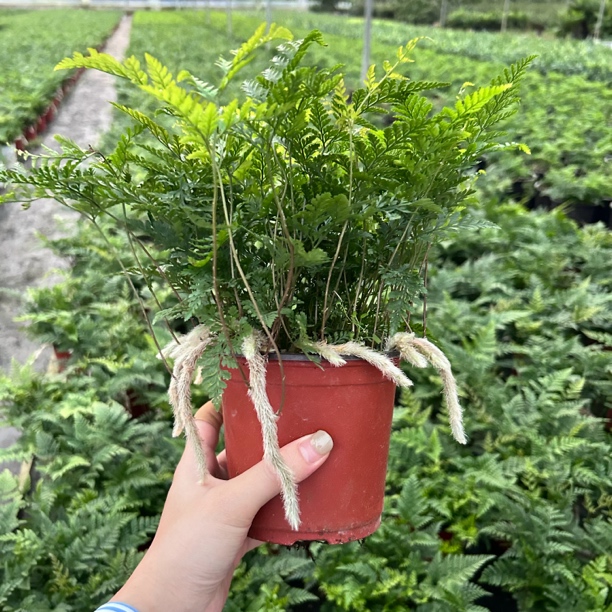狼尾蕨盆栽植物小蕨银线蕨室内桌面蕨类绿植墙微景观雨林缸耐阴寒