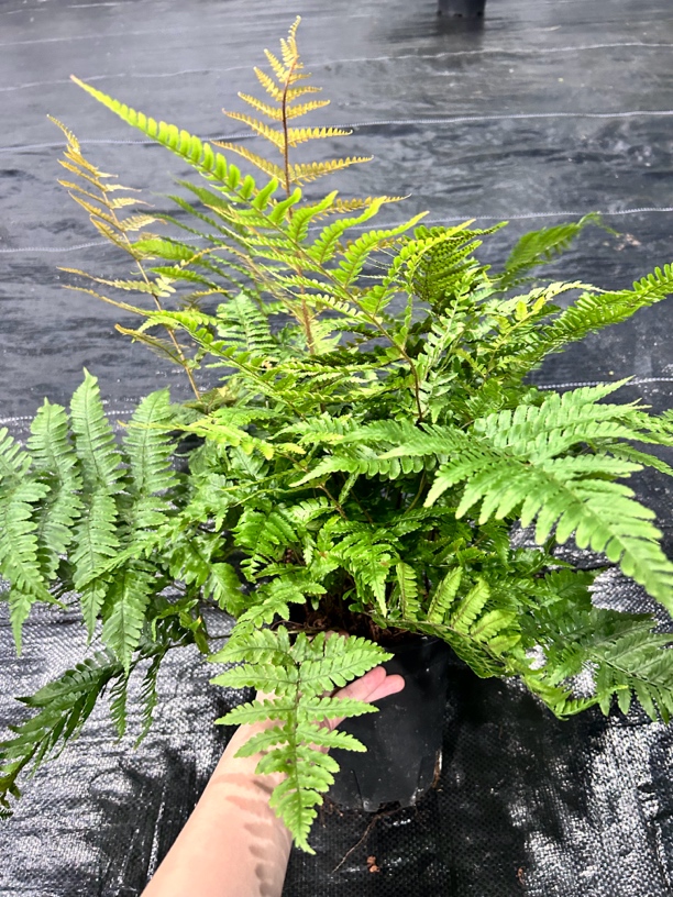 红盖鳞毛蕨盆栽 彩虹蕨  阳台庭院观叶植物 四季常绿盆栽耐寒耐阴