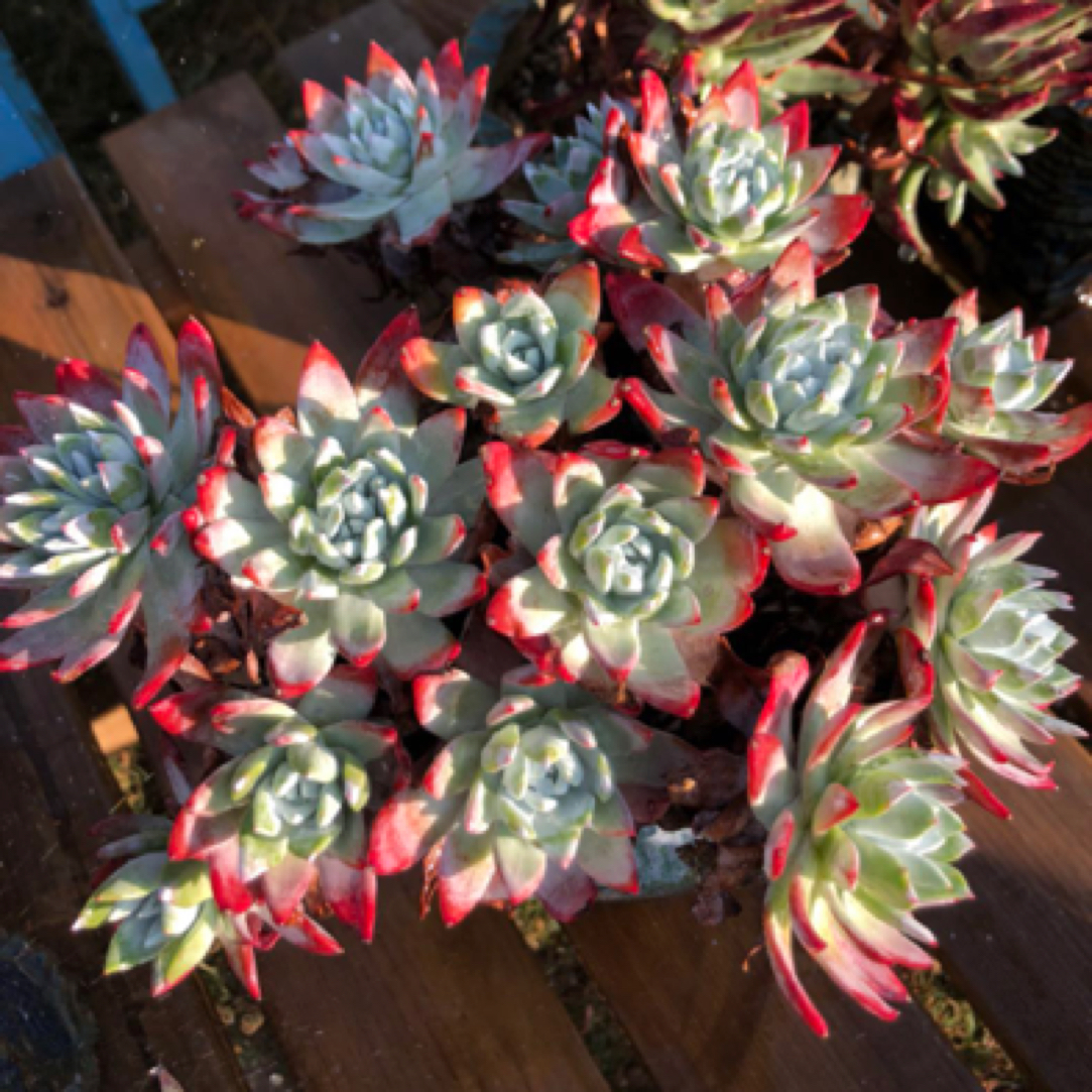 大熊多肉 仙女杯景天多肉植物 直播链接一物一拍