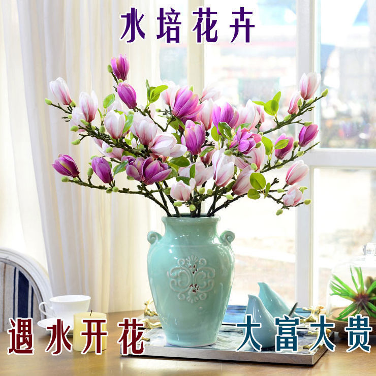 水培玉兰花卉遇水开花室内水培植物办公室好养绿植净化空气除甲醛
