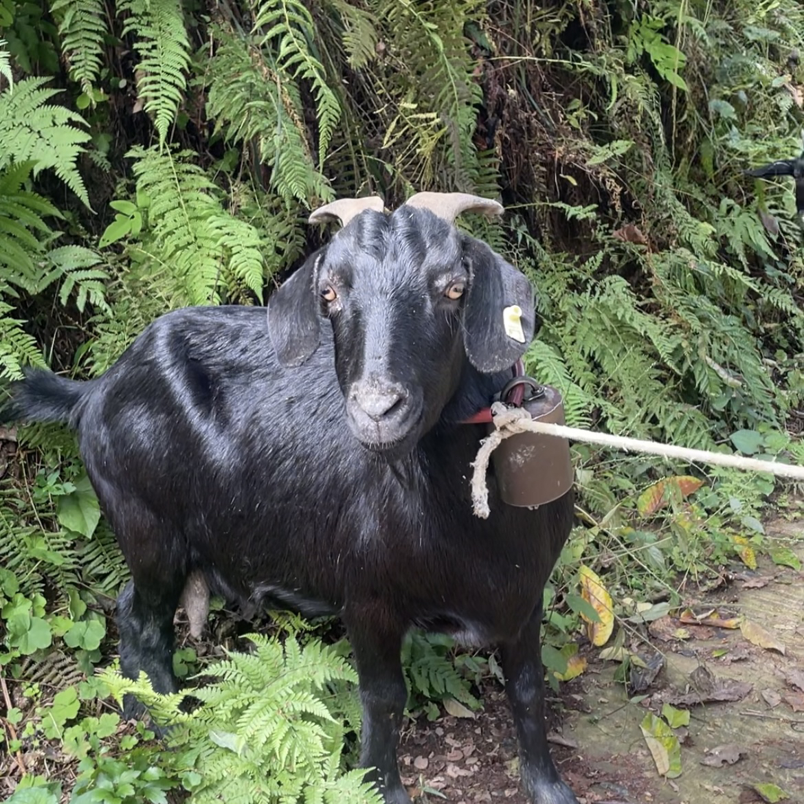 【草山羊】现称现上城口农家散养跑山草山羊新鲜现杀带皮羊肉