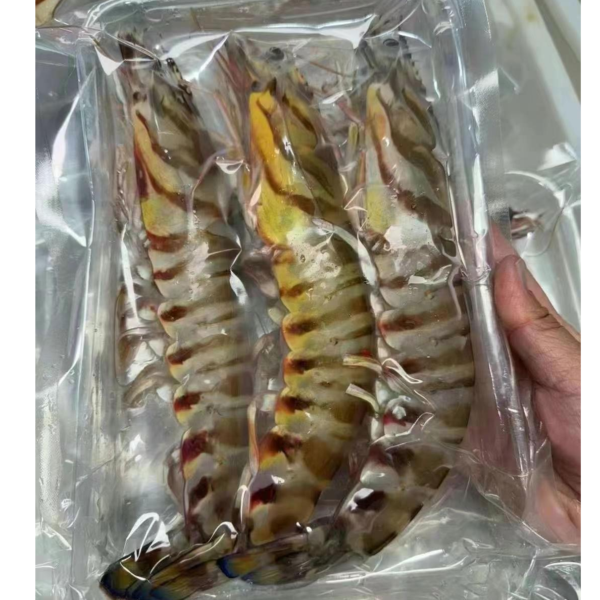 【斑节虾】海捕竹节虾/斑节虾  超低温发货