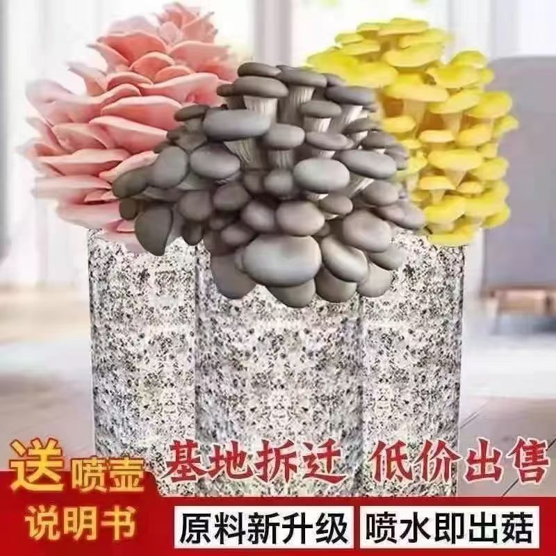【红黄】榆黄菇桃红菇菌包盆栽种植菌棒好养活好看好吃基地直销包邮
