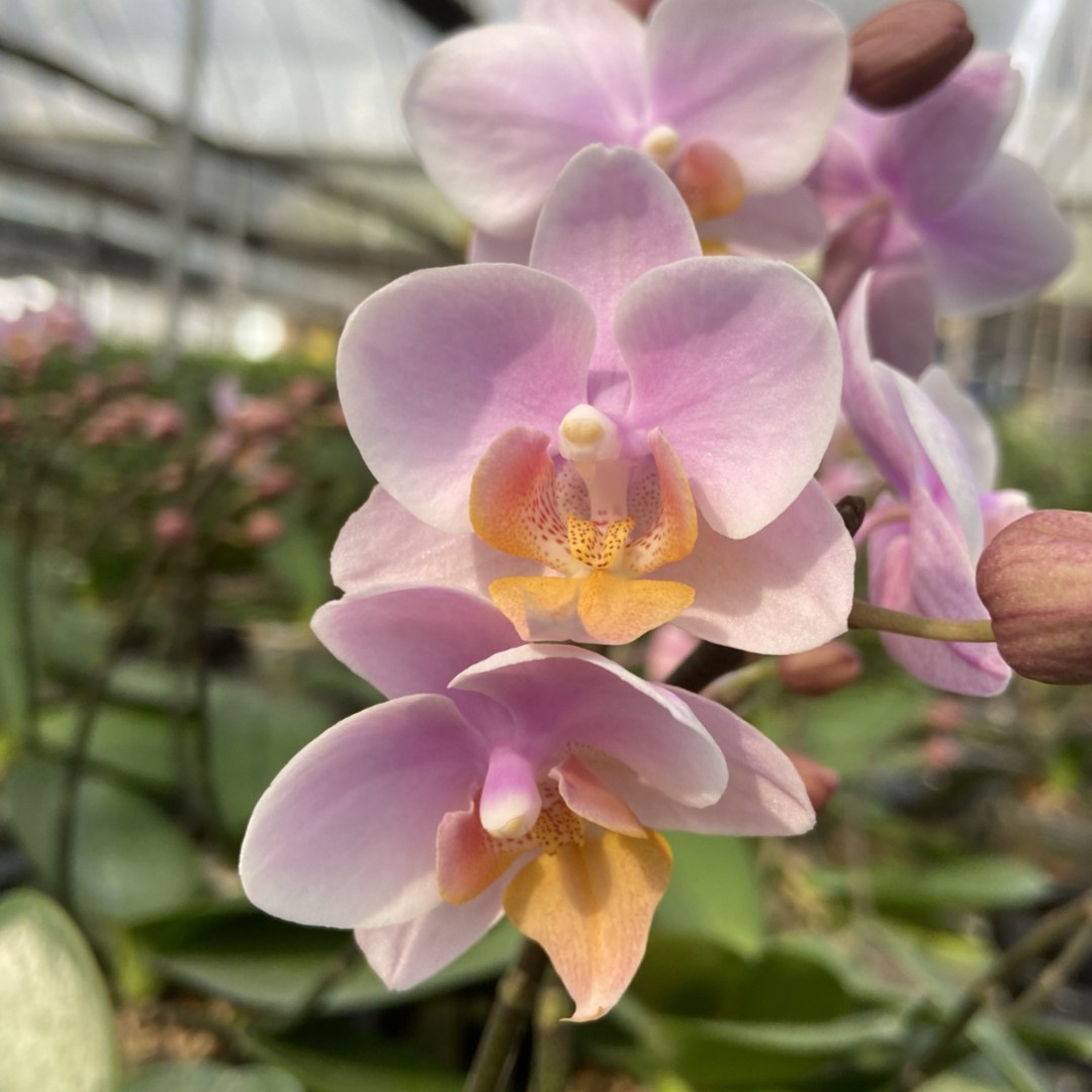 【新品抽梗苗】蝴蝶兰苗正宗对版洋兰花苗绿植盆栽室内办公桌花卉