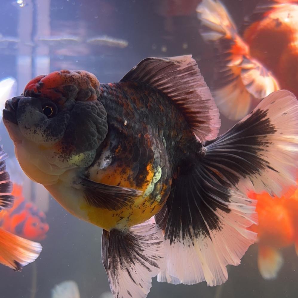  批发黑色红色泰狮百褶短尾将军体大头泰狮冷水活体金鱼