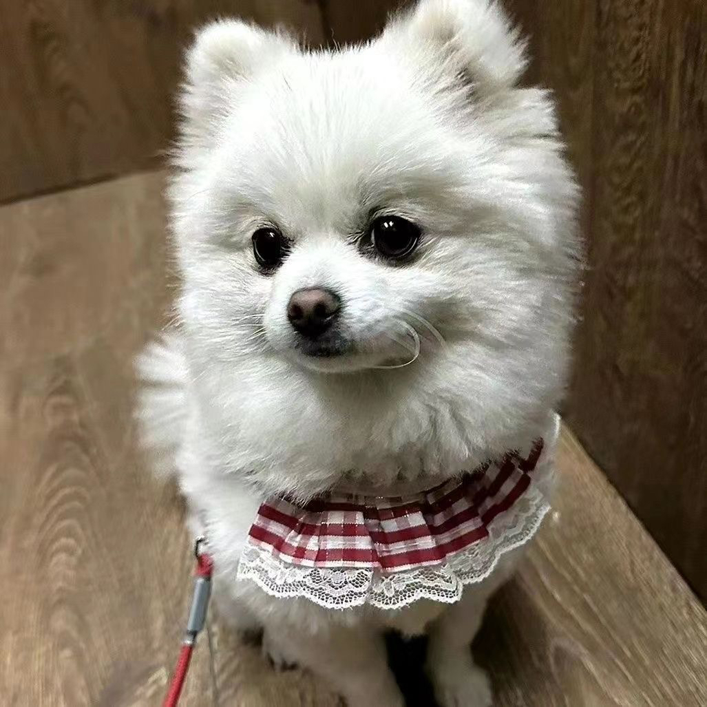 经典小方格花边8字环防缠绕狗狗牵引绳背心式泰迪比熊博美