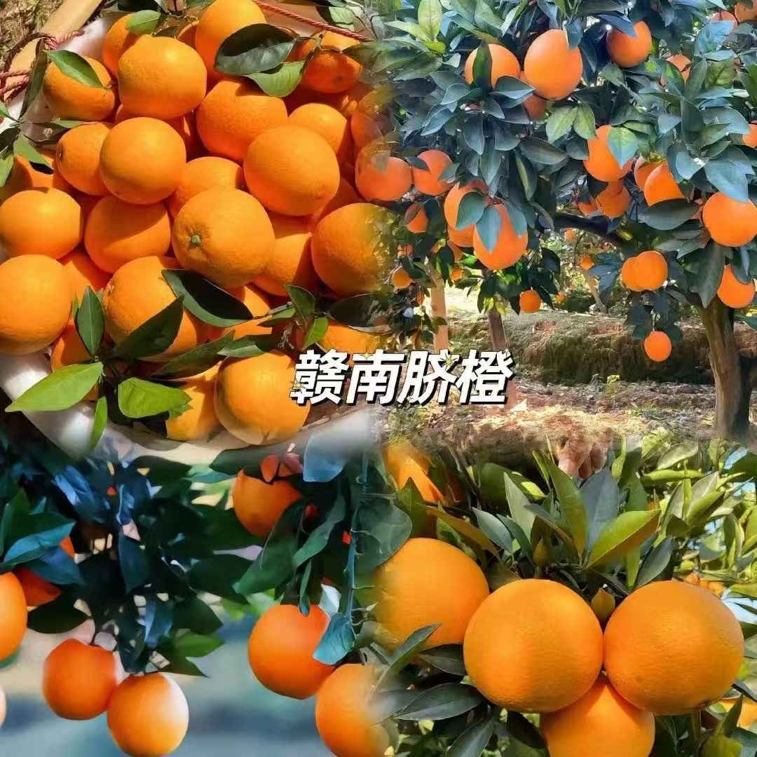 赣南脐橙老古家赣南龙勾脐橙荒野求生