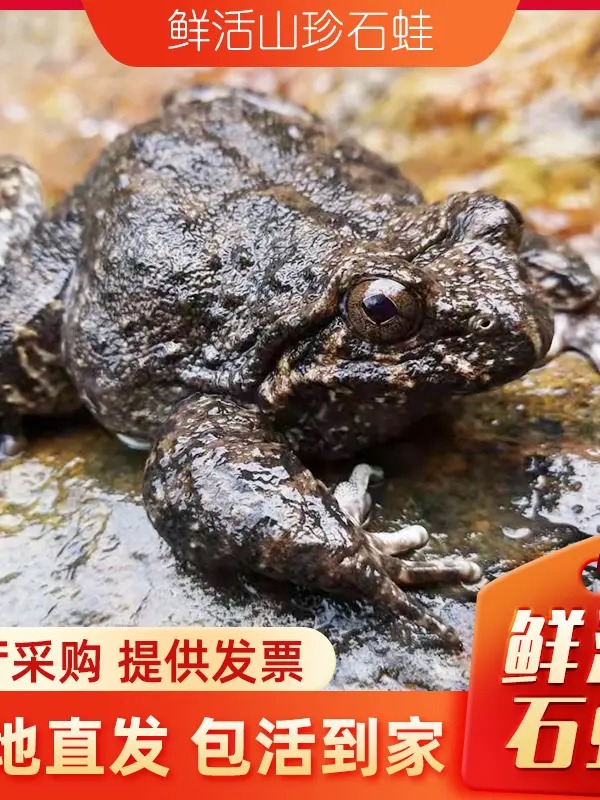 福建南平鲜活大山蛙