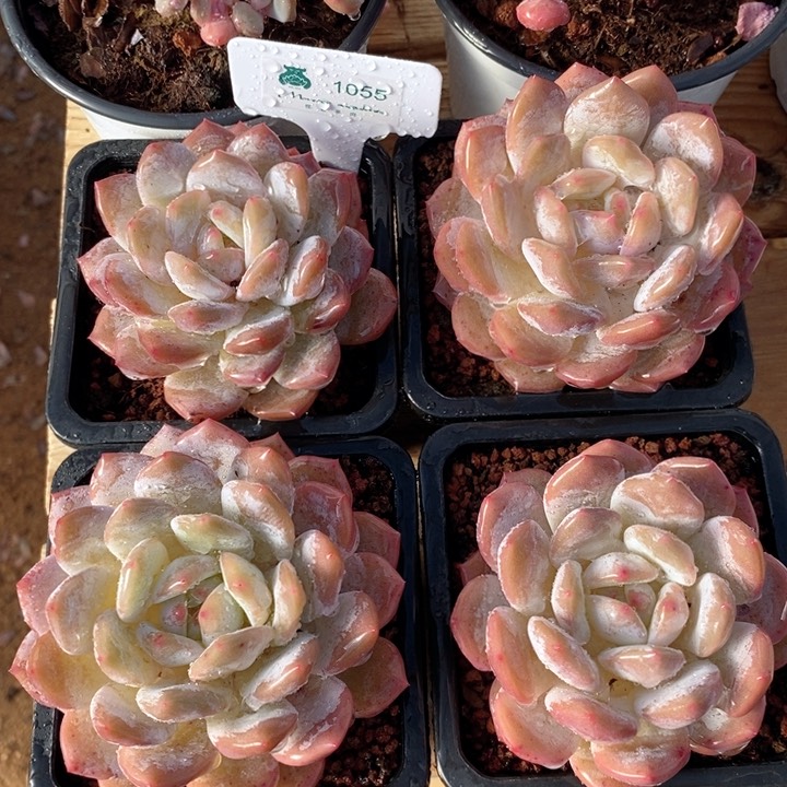 1055仙女橙4颗 韩货精品