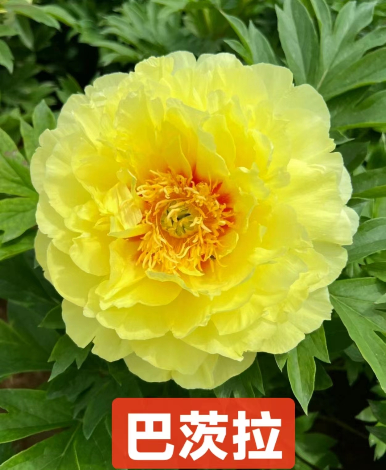 《芭茨拉》黄色系牡丹芍药草本