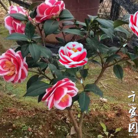 【友之浦】茶花苗盆栽玉之浦山茶花太阳茶花苗友之浦花卉阳台窗台庭