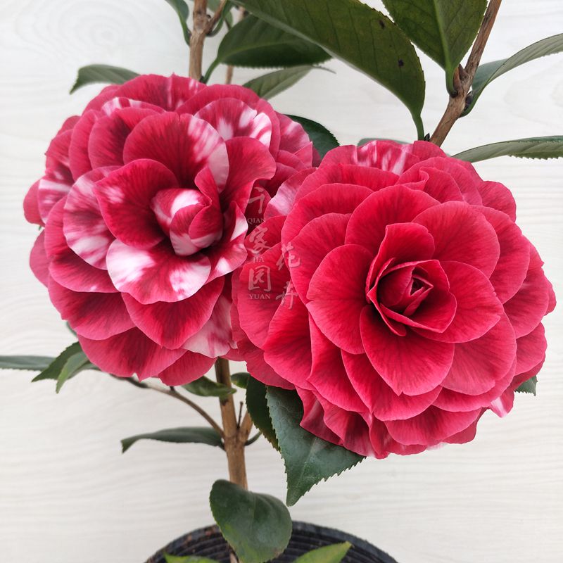 【红叶贝拉】纯色花色黑贝拉紫色阳台茶花盆栽绿植花卉带花苞庭院