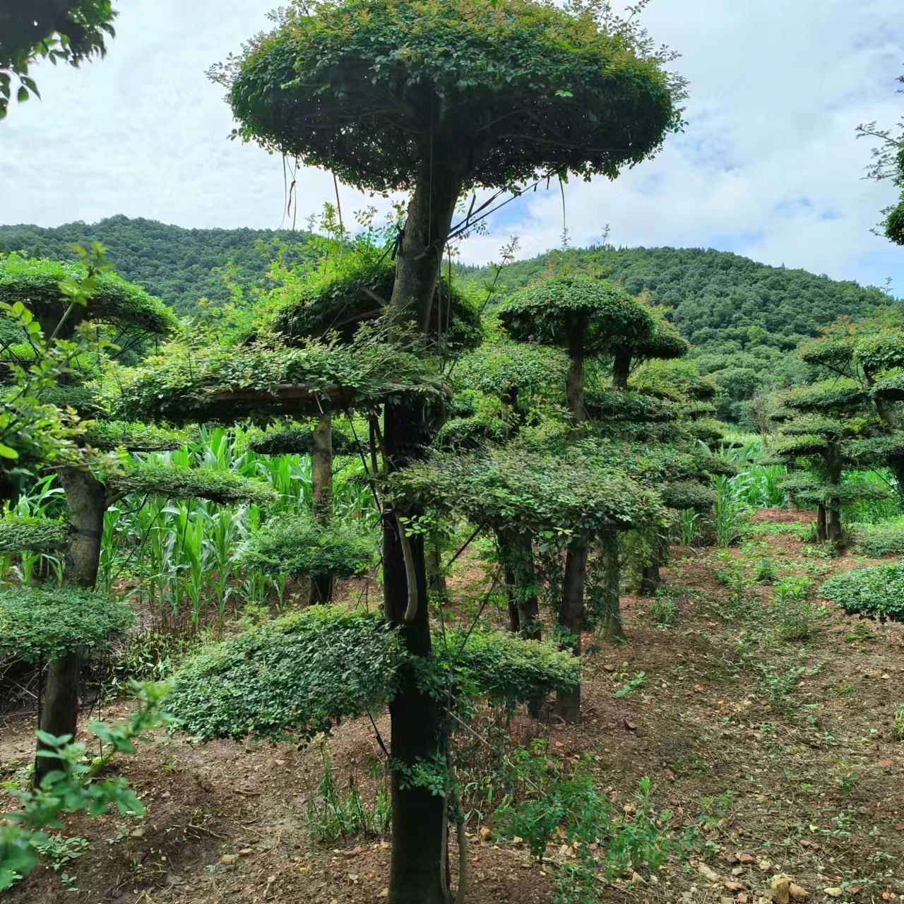 对节白蜡盆景素材高市早苗涉台最新表态