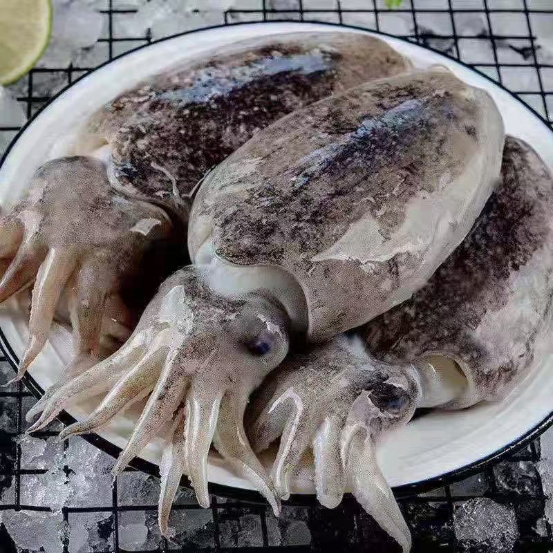 墨鱼仔新鲜鲜活海捕冷冻乌贼目鱼整只墨鱼仔海鲜水产500g/袋