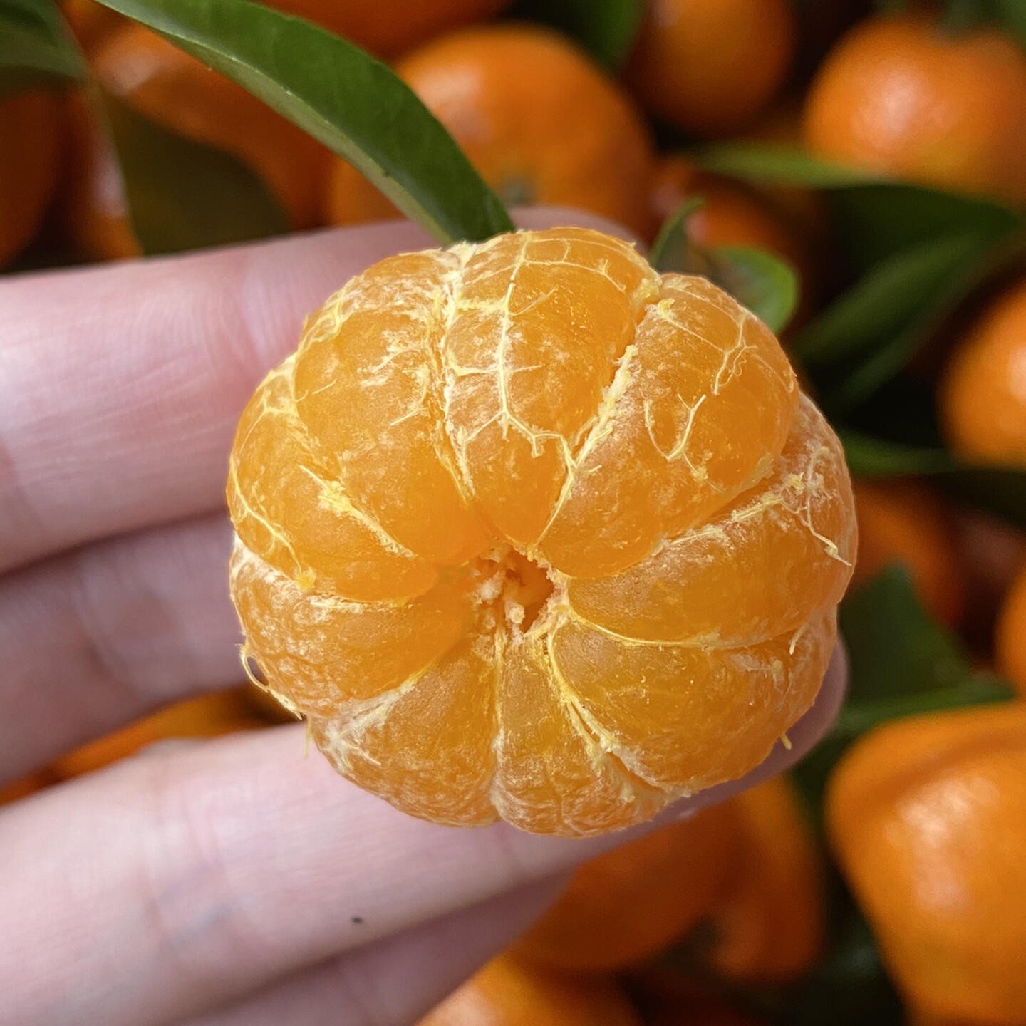 砂糖橘新鲜不打糖包邮到家