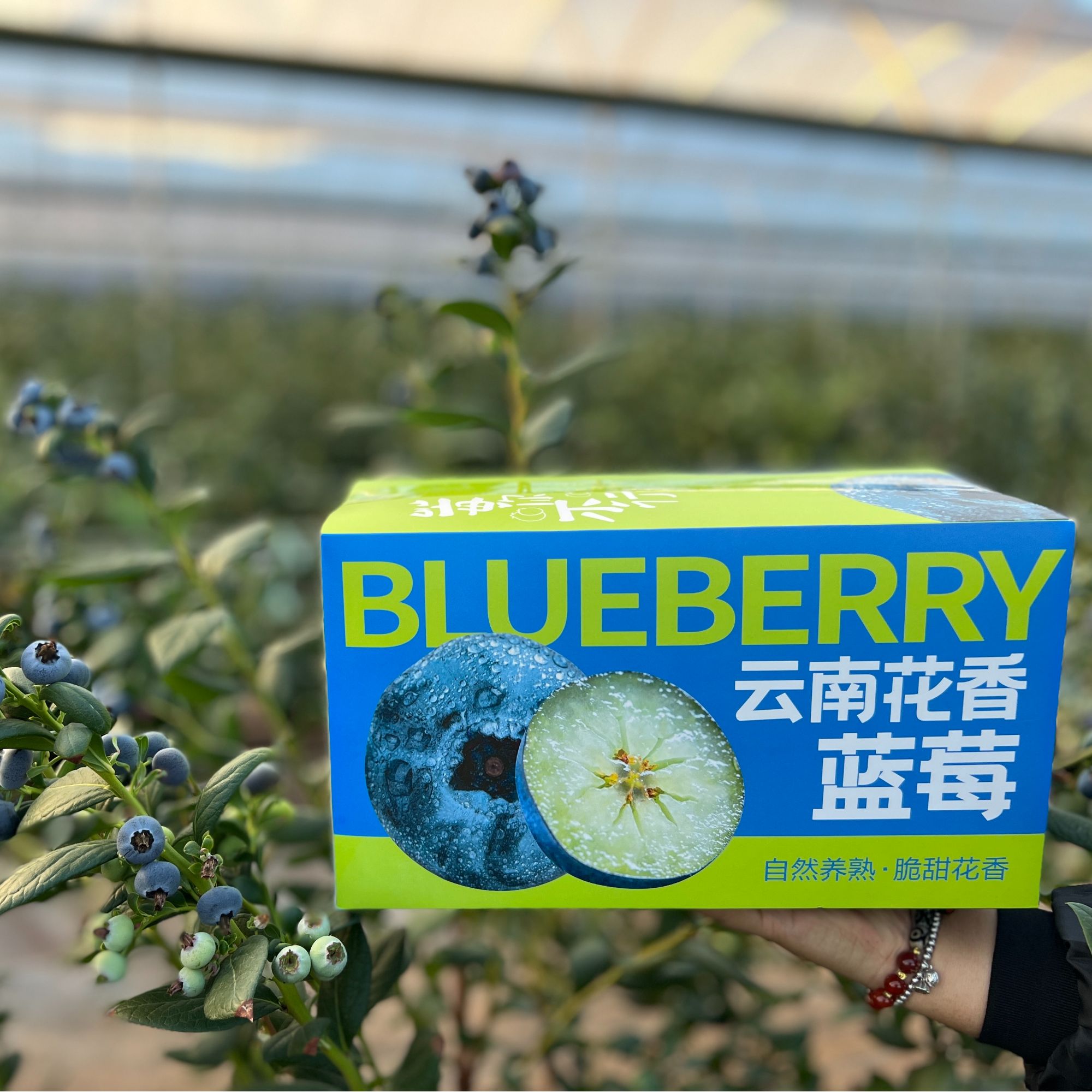 【顺丰现摘现发】云南花香蓝莓18mm+澄江抚仙L25水果新鲜花香脆甜