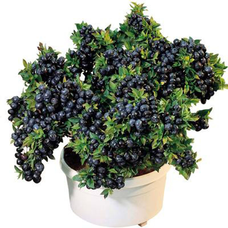 蓝莓树果苗带花苞蓝莓苗南北方种植兔眼特大阳台盆栽树苗