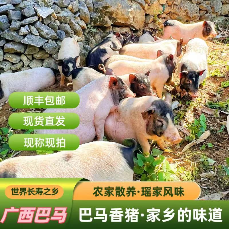 纯种农家巴马活香猪