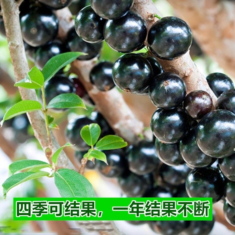 嘉宝果树苗树葡萄苗四季结果的地栽盆栽庭院阳台种植带土带叶包邮