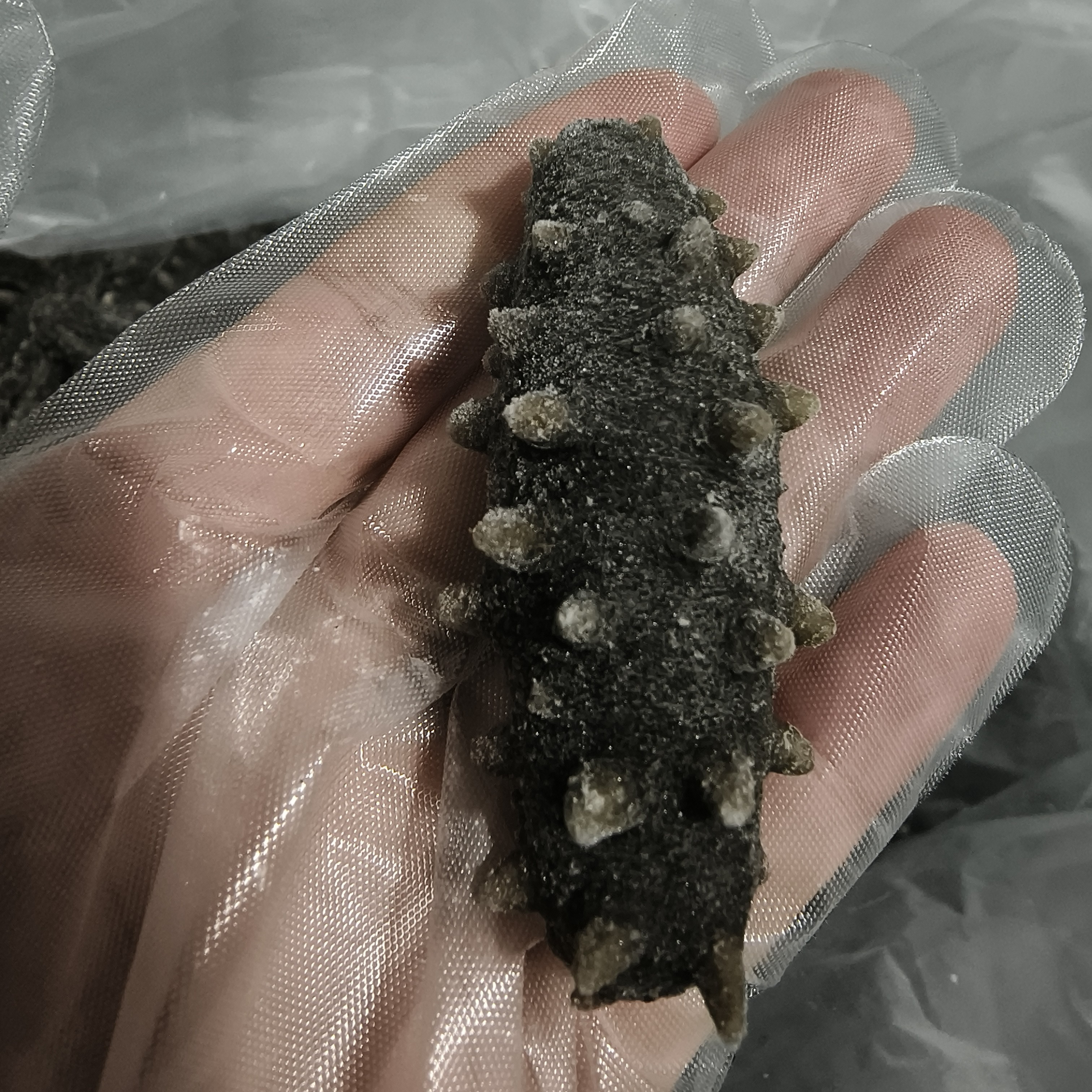 大连长海县深水鲜食原参，十斤活海参蒸制一斤，开袋即食冷冻鲜