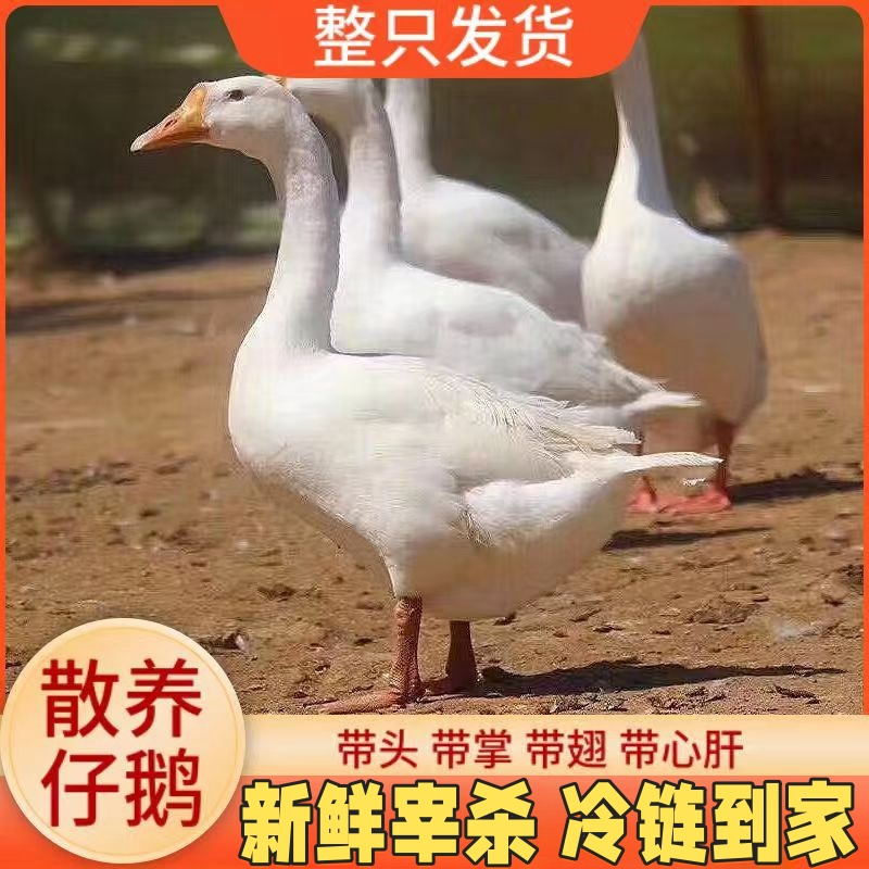 农家散养鹅土大鹅青年鹅 单只毛重7斤净重4.5斤左右 到手两只  hz