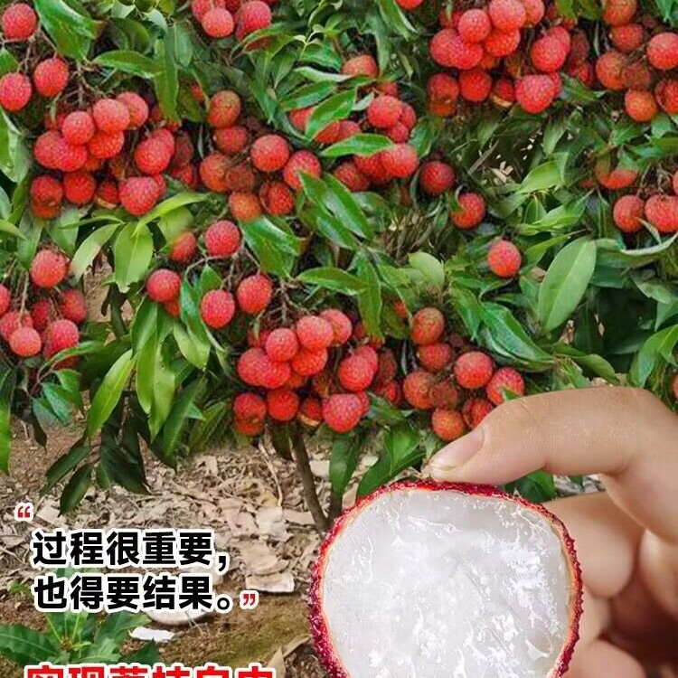 荔枝苗无核荔枝桂味果树盆栽妃子笑嫁接苗当年结果地栽荔枝大树苗