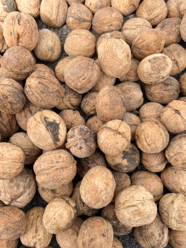 185纸皮核桃丑核桃今年新货新疆直发